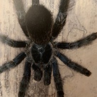 ID request (Peru tarantula)