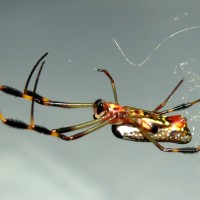 Juvenile Trichonephila clavipes (Golden Silk Orbweaver)