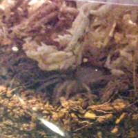 Brachypelma hamorii Sling [Fang]