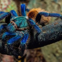 Female GBB