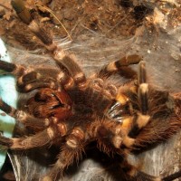 Molting Acanthoscurria geniculata (4") [1/4]