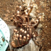Molting Acanthoscurria geniculata (4") [2/4]