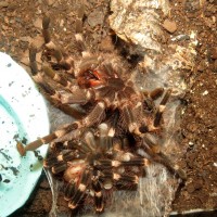 Molting Acanthoscurria geniculata (4") [3/4]