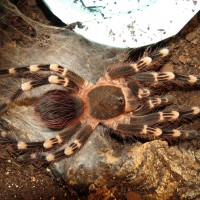 Post-molt Stretching (♂ Acanthoscurria geniculata)