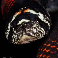 Hognose snake