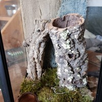 New arboreal enclosure