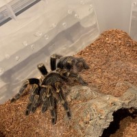 Grammostola pulchripes