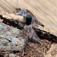 Rose hair sling post molt