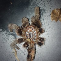 Aphonopelma hentzi [molt sexing] [1/2]