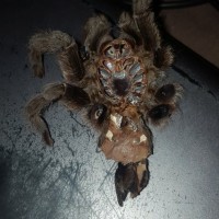 Aphonopelma hentzi [molt sexing] [2/2]