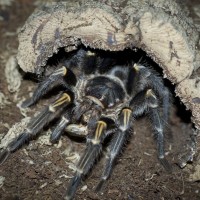 My Sweet Little Dude - Mature Male Grammostola pulchripes
