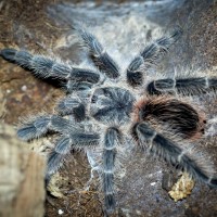 Lasiodora difficilis Sub-Adult Female - ~6"
