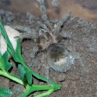 G. pulchra sling