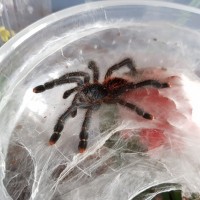 A. avicularia juvenile