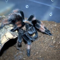 Brachypelma emilia Juvenile Female - ~4"