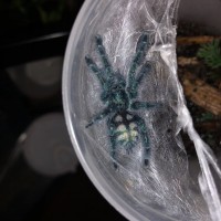 Caribena versicolor sling