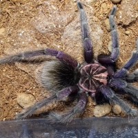 Platyomma, freshly moulted