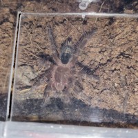 Finally out - G. pulchripes