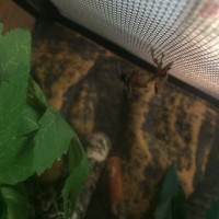 Manderin the ghost mantis