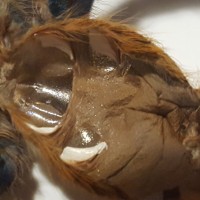 Chromatopelma cyaneopubescens M/F?