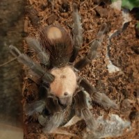 Brachypelma albiceps