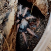 Chilling after molt