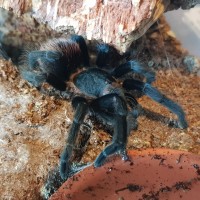0.1 B. vagans