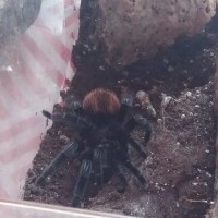 Brachypelma vagans