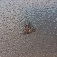 Cool moth