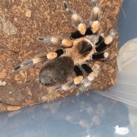 B. Smithi.