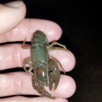 A crayfish