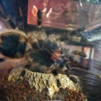 Determining the sex of my Grammostola pulchripes [2/2]