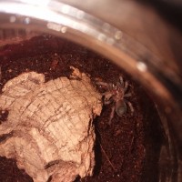 Boehmei Sling Munchin