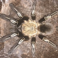 5”-5.25” Female Ephebopus murinus (Skeleton Tarantula)