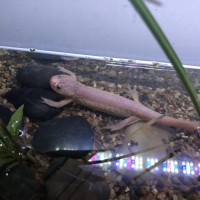 Spanish ribbed newt