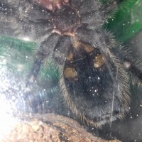 Grammostola iheringi