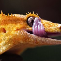 Female crested gecko