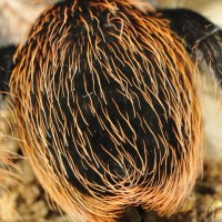 Kiwi fruit