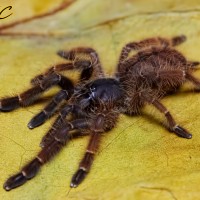 Phormingochilus sp. "rufus"