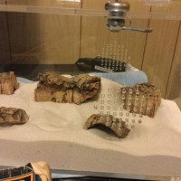 1/2" baby Androctonus crassicauda enclosure and scorpling on right-most cork bark
