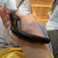 African giant millipede