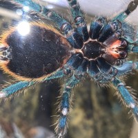 C. cyaneopubescens (GBB) 3.5-4”