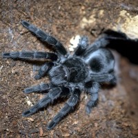 Grammostola pulchra Juvenile Female - ~3"