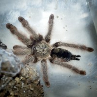 Psalmopoeus pulcher Sub-Adult Female - ~4"