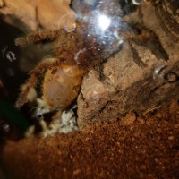 Obt 3 inches.