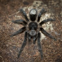 Grammostola grossa Juvenile Male - ~2.5"