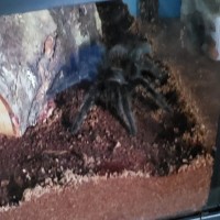 Tarantula