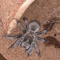 Aphonopelma Eutylenum (California Ebony)?