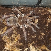 Possible molt soon?