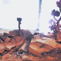 7 scorpions, 1 terrarium